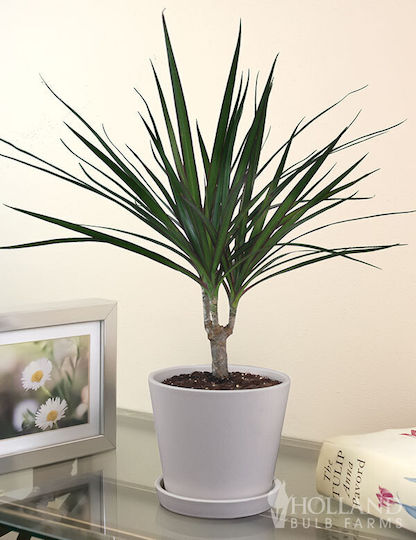 Dracaena