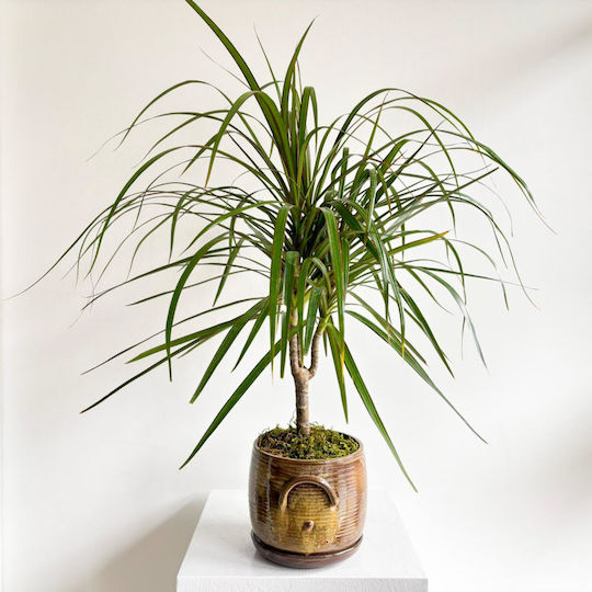 Dracaena