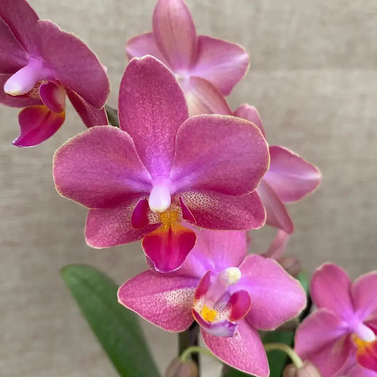 Phalaenopsis Multiflora Розова Aromio Floral Opti-flor Ароматна Без Цветя