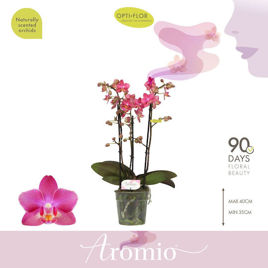 Phalaenopsis Multiflora Розова Aromio Floral Opti-flor Ароматна Без Цветя