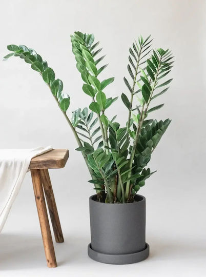 Ζάμια Zamioculcas Zamiifolia 10+ Xxl Ζάμια Zamioculcas Zamiifolia 10+ Xxl