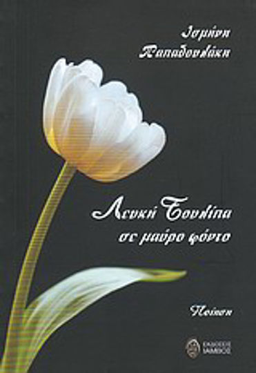 Λευκή τουλίπα σε μαύρο φόντο
