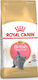 Royal Canin Kitten British Shorthair Hrană Uscată pentru Pisici Tinere cu Tract Gastrointestinal Sensibil cu Păsări de curte 2kg