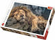 Puzzle Sleeping Lion 2D 1000 Piese