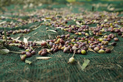 Olivenet Extra Olive Harvesting Net 95gr/m² 8x12m