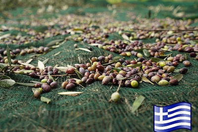 Olivenet Extra Olive Harvesting Net 95gr/m² 7x12m