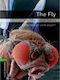 Obw Library 6: Fly And Other Stories - Special Offer N/e