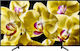 Sony Smart Τηλεόραση 55" 4K UHD LED KD-55XG8096 HDR (2019) KD55XG8096BAEP