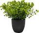 Ankor Artificial Plant in Small Pot Black 20cm 1pcs