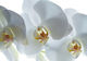 Wall Mural Fabric White 360x270cm