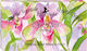 Florinda Vegetal Soap 100gr