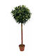 Δάφνη σε Γλάστρα 150cm Marhome