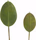 Zaros Artificial Decorative Branch Ficus Lyrata Green 30cm 1pcs