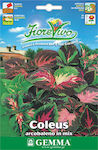 Gemma Seeds Coleus 0.2gr/700pcs Polychrome