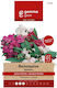 Gemma Samen Impatiens Mehrfarbig 0.5gr/55Stück
