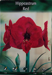 Gemma Amaryllis Bulb -1