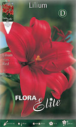 Gemma Lilium Seeds Lilium 2pcs 10246