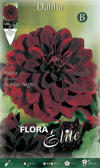 Gemma Ντάλια Arabian Night Seeds Dahliaς