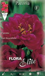 Gemma Πεόνια Karl Rosenfield Bulb Peony Bordeaux