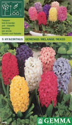 Gemma Ζουμπούλι Hyacinthus 3pcs 10725