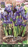 Gemma Iris Bulbs 15pcs