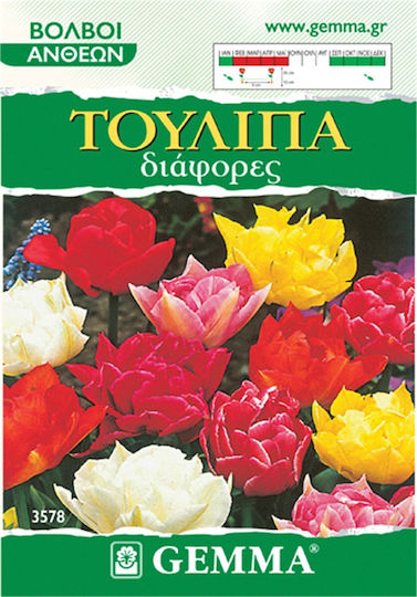 Gemma Bulbs Tulipς 4pcs Polychrome