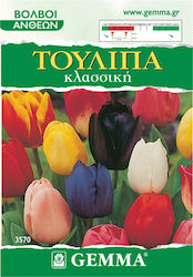 Gemma Tulip Bulbs 4pcs