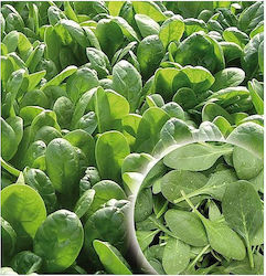 Agrogen Seeds Spinach 100000pcs