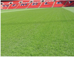 Seed Wembley Endurance Grass Seed