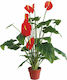 Marhome Künstliche Pflanze in Blumentopf Schwanzblume (Anthurium) Rot 95cm 1Stück