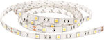 Eurolamp Bandă LED Alimentare 12V cu Lumină Alb Rece Lungime 5m și 60 LED-uri pe Metru SMD5050