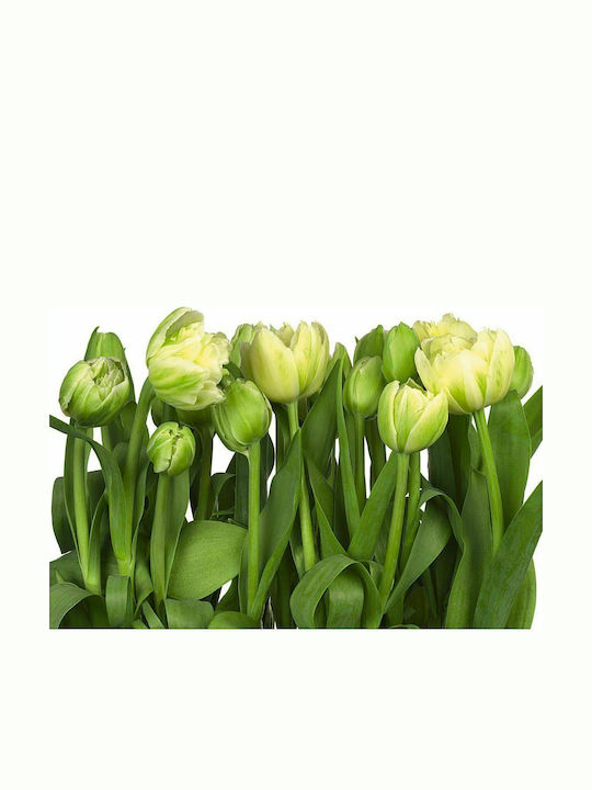 Wall Mural Tulips L368xW254cm