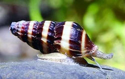 ΖΩΝΤΑΝΑ ΣΑΛΙΓΚΑΡΙΑ ΕΝΥΔΡΕΙΟΥ EΛΕΝΑ (ΔΟΛΟΦΟΝΟΙ) Freshwater Snail, Clea (Anentome) Helena