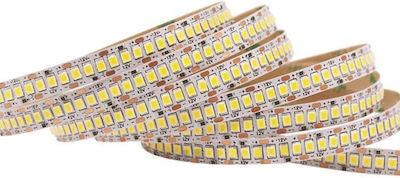 Eurolamp Bandă LED Alimentare 24V cu Lumină Alb Rece Lungime 5m și 240 LED-uri pe Metru SMD2835