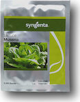 Syngenta Musena Seeds Lettuce 5000pcs