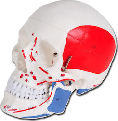 Gima Medical Training Skull/Head Manikin Ανθρώπινου Κρανίου