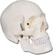 Gima Πρόπλασμα Κρανίου/Κεφαλιού