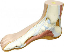 3b Scientific Medizinische Trainingsmannequin Anhängsel und Gelenke M30 3b Scientific Medizinische Trainingsmannequin Anhängsel und Gelenke M30