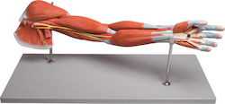 Erler Zimmer Medical Training Appendages & Joints Manikin Χεριού