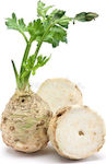 Celery Root Seed - Celery Root Praga Giant 3,5gr