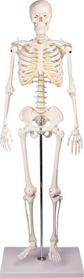 Erler Zimmer Medical Training Human Skeleton Manikin Μινιατούρα Σκελετός Tom