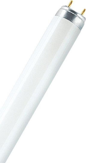 Ledvance Lumilux Fluorescent Lamp for Socket G13 with Shape T8 30W