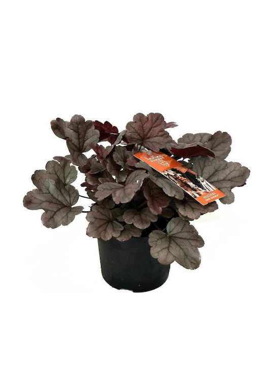 Heuchera 'Indian Summer Silver' 12cm - Heuchera 'Indian Summer Silver' 12 cm