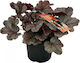 Heuchera 'Indian Summer Silver' 12cm - Heuchera 'Indian Summer Silver' 12 cm