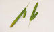 Faitakis Pack Floare decorativă pentru proiecte DIY Verde 18x2cm.