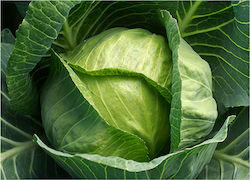 Seed Cabbage Local Magnesia 2 gr- Fluffy cabbage 85-90 days old
