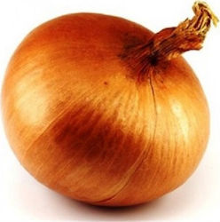 Onion Seed Morada De Amposta 500gr- Bulb with many white sleeves and light red color on the outside and reaches 200-230 gr