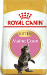 Royal Canin Maine Coon Kitten Dry Food for Juvenile Cats with Poultry / Rice 10kg