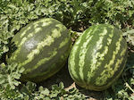 Agrotikos Oikos Spyrou Sunfresh F1 Seeds Watermelon 500pcs