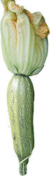 Agrotikos Oikos Spyrou Samen Kürbisς Zucchini